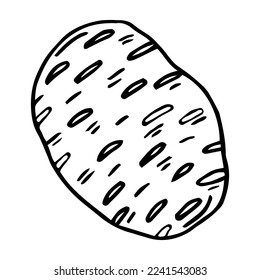 Potato tuber. Vector. Outline drawing of a vegetable on a white background. Sketch. Drawing marker on paper. Isolated object.