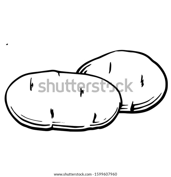 Potato Tuber Vector Outline Drawing Vegetable Stock Vector (Royalty