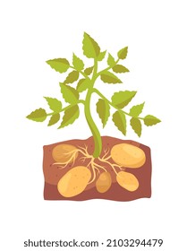 Potato tubers in ground concept. Colorful sticker with ripening vegetables in soil and green plant. Agriculture or farming. Harvesting. Cartoon flat vector illustration isolated on white background