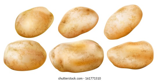 potato tubers on a white background. vector illustration