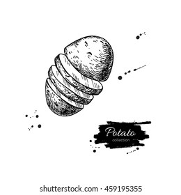 Potato vector drawing. 