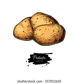 Potato vector drawing. Isolated hand drawn potatoes heap. Vegetable artistic style illustration. Detailed vegetarian food sketch. Farm market product.