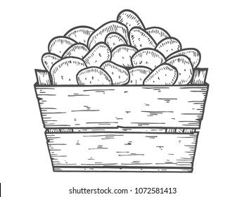 Potato vector illustration. Box of potatoes hand drawn. Engraved style.