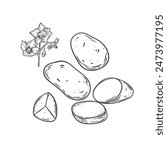 Potato vegetable and flowers botanical line drawing vector illustration.