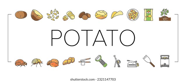 potato vegetable food raw fresh icons set vector. plant, cut slice, sweet, field harvest, agriculture healthy root, organic, top farm potato vegetable food raw fresh color line illustrations