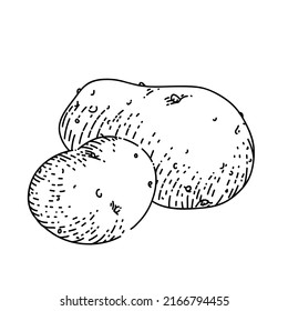potato vegetable hand drawn vector. farm plant, natural harvest potato vegetable sketch. isolated black illustration