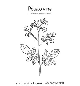 Potato vine or paradise flower (Solanum wendlandii), ornamental plant, Hand drawn botanical vector illustration