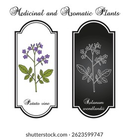 Potato vine or paradise flower (Solanum wendlandii), ornamental plant. Hand drawn botanical vector illustration