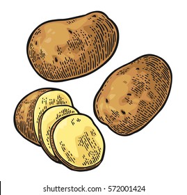 Potato whole and slice. Vector engraving vintage color illustration. Isolated on white background.