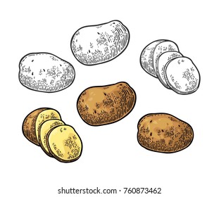 Potato Whole And Slice. Vector Engraving Vintage Color Illustration. Isolated On White Background.