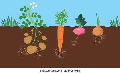 Potatoes, carrots, beets and onions grow in the ground in the garden