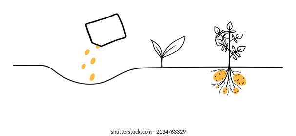 Potatoes growth stages. Life cycle of a potatoes plant. Instructions for planting potatoes .Vector illustration in doodle style isolated on white background