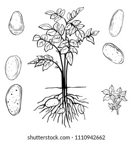 Potatoes. Hand drawn vegetables on white background.   Vector sketch  illustration.