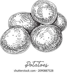 Potatoes - hand-drawn sketchy vector illustration