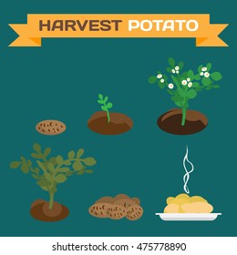 Potatoes harvest. Process of growth of potato tubers to the finished dish flat cartoon vector illustration