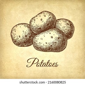 Potatoes. Ink sketch on old paper background. Hand drawn vector illustration. Vintage style stroke drawing.