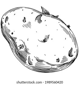 Potatoes Isolated hand drawn illustration. Potato Vegetable engraved style. Sketch vegetarian food drawing. Farm market product. The best for design logo, menu, label, icon, stamp.