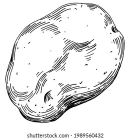 Patatas Isoladas ilustraciones hechas a mano. Estilo de la papa con grabado de verduras. Esbozar el dibujo de comida vegetariana. Producto del mercado agrícola. Lo mejor para el diseño logotipo, menú, etiqueta, icono, sello.