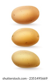 Potatoes isolated vegetables. Set of realistic food. Ripe potato vegetable cutout. Vector illustration