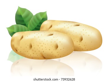 Potatoes on a white background. Vector illustration.