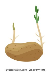 Potatoes plant growing process. Plants isolated on white background. Potato growth stage, planting process, plant life cycle infographic elements in flat design