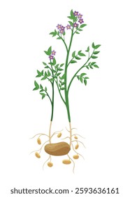 Potatoes plant growing process. Plants isolated on white background. Potato growth stage, planting process, plant life cycle infographic elements in flat design