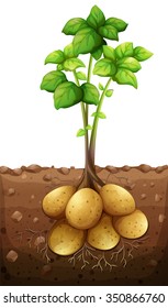 Potatoes plant under the ground illustration