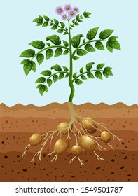 Potatoes planting in the ground