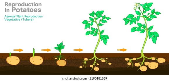 Potatoes reproduction cycle. Vegetative asexual propagation of plants. Potato planting, growing steps. Tubers develop from stolon, stems or roots, stages. Growth of eyes. Botanical Illustration vector
