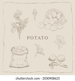 Potatoes set. Potato. Potatoes in the bag. Solanum tuberosum. 