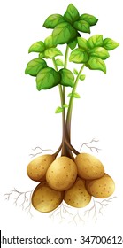 Potatoes with the stem and leaves illustration