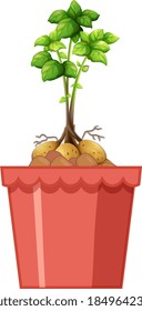 Potatoes with the stem and leaves in red pot isolated on white background illustration