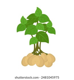 Potatoes tree with leaves and potato root. Growing potatoes, gardening concept. Potatoes in tree root. Farm natural product and environmentally friendly product. Flat vector illustration isolated