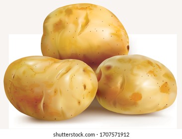 Tubérculo de patatas sobre fondo blanco. Ilustración de malla del vector