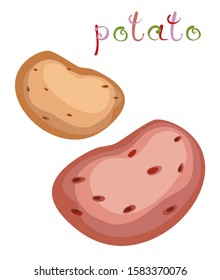 Potatoes in two sorts. Fresh big vegetables with colorful title. Isolated on white background. Vector illustration.