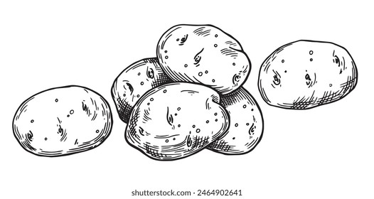 potatoes, vector drawing in sketch style.