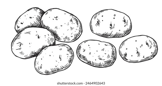 potatoes, vector drawing in sketch style.