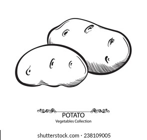 Potatoes. Vector hand drawn vegetables isolated on white background