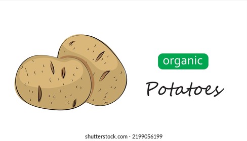 Potatoes vector illustration. Art illustration organic potatoes.