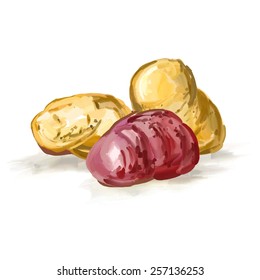 potatoes vector illustration  hand drawn  painted watercolor