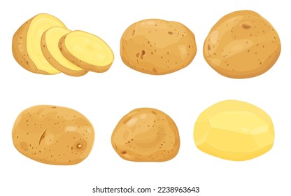 Potatoes vector illustration. isolated on white background. Vector eps 10. perfect for wallpaper or design elements