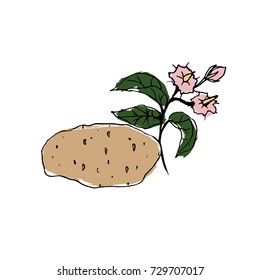 potatoes vector illustration watercolor
