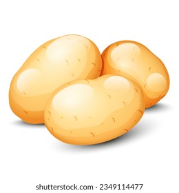 Potatoes vector on white background