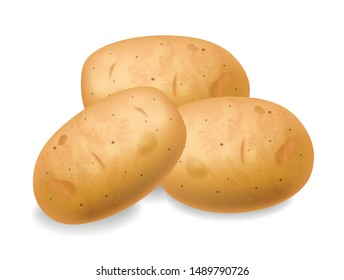 Potatoes Vector realistic isolated on white 3d illustration