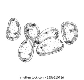 Potatoes vector set in line art style.