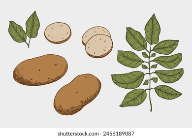 Potatoes vintage graphic hand drawn set with vegetable plant. Vector illustration with potato heap, sliced pieces, leaf, chips. Farm market product, vegetarian food sketch. For label, card, menu