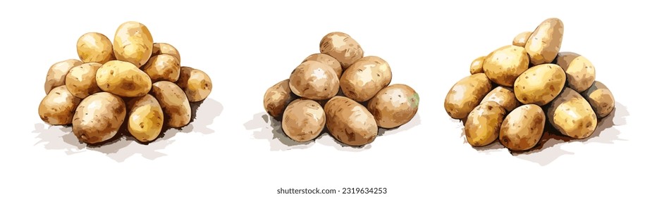 
Potatoes, watercolor painting style illustration. Vector set.