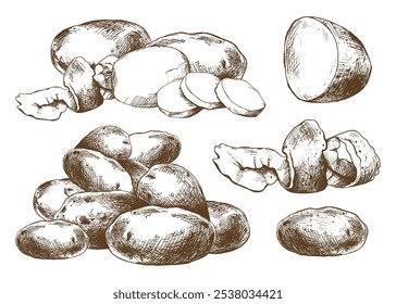 Batatas inteiras, metade, cortadas, peladas e cunhas. Defina elementos isolados ilustração gráfica mão desenhada em tinta marrom. EPS vetor sobre o tema de colheita cozinhar, alimentos, embalagem, loja de vegetais