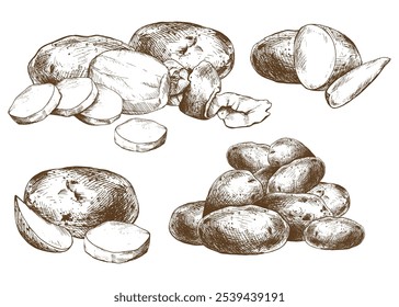 Batatas inteiras, metade, cortadas, peladas e cunhas. Defina elementos isolados ilustração gráfica mão desenhada em tinta marrom. EPS vetor sobre o tema de colheita cozinhar, alimentos, embalagem, loja de vegetais