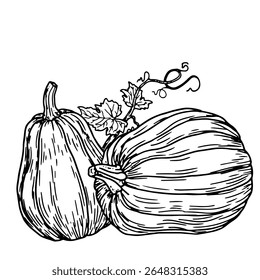 Pot-bellied pumpkins, ripe and green twigs with leaves and shoots, black and white ink sketch. Vector illustration. Autumn vegetable decor, isolated on a white background. Cooking theme, Halloween,